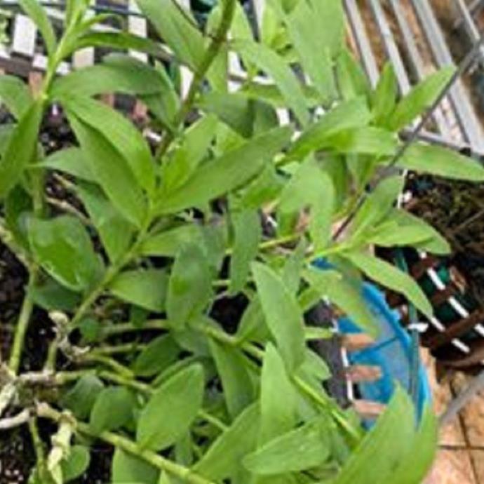 Sản Phẩm Hoa lan phi điệp-tím yên tử