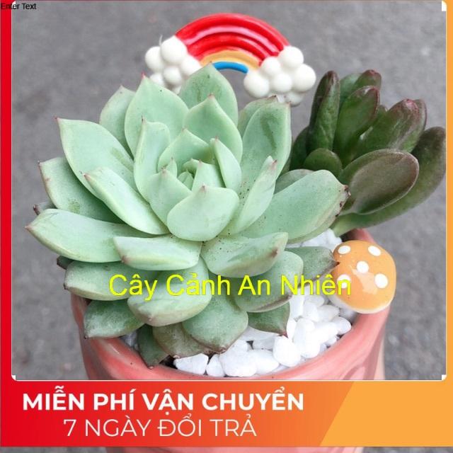 Chậu sen đá tiểu cảnh