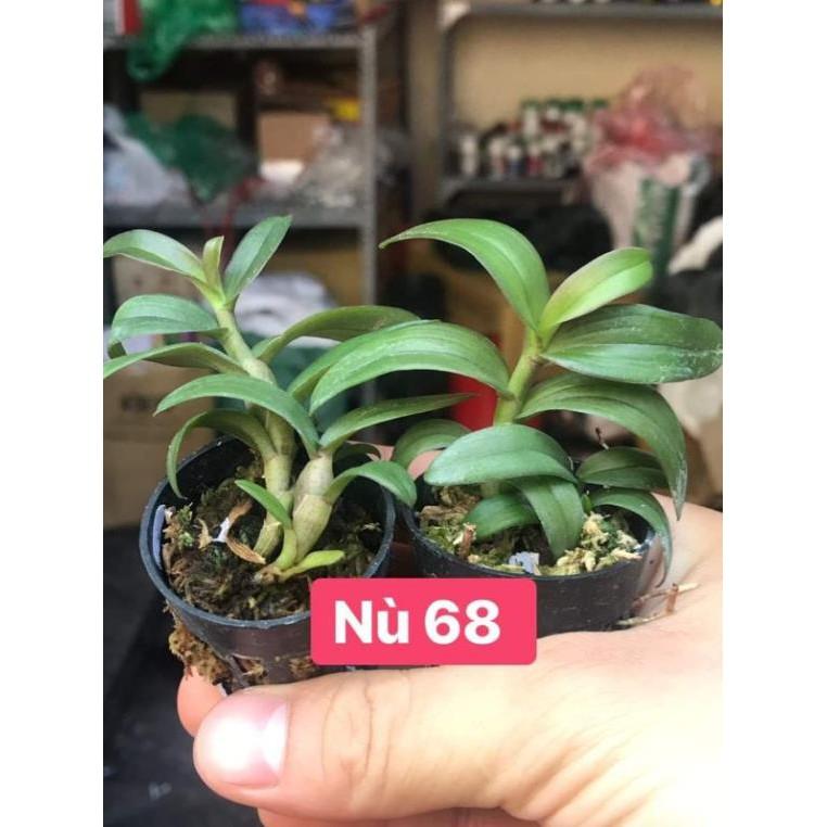 Dã hạc nù 68 combo 2 cốc