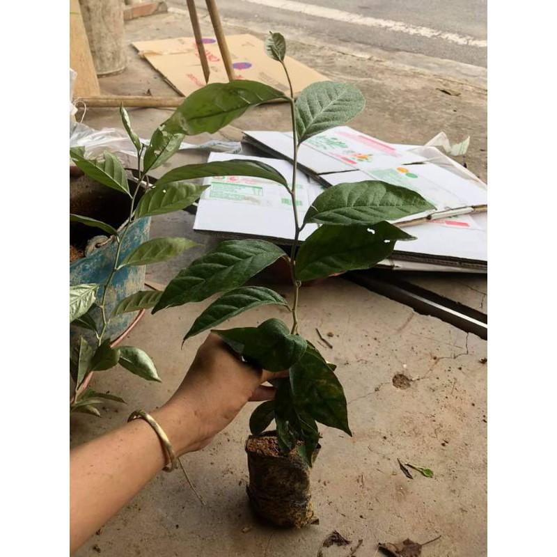 Cây Giống Nhót Mỹ Siêu Ngọt
