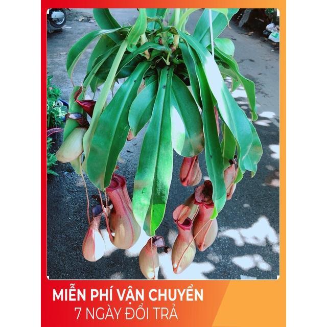 Chậu Cây Nắp Ấm Size Đại