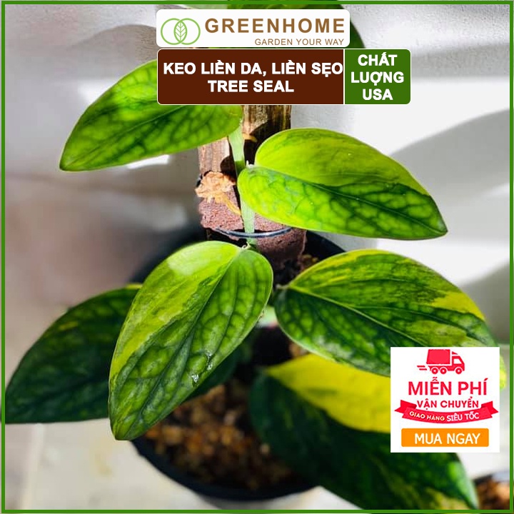 Keo liền sẹo cho cây Tree Seal, chai 100gr, hỗ trợ chiết cành, tạo dáng, bảo vệ vết cắt |Greenhome