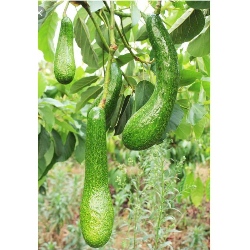 Cây giống bơ 034