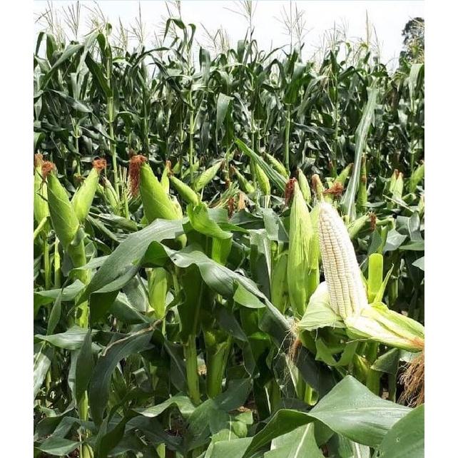 Hạt giống ngô nếp dẻo Thái F1 CT220 - Gói 30 hạt