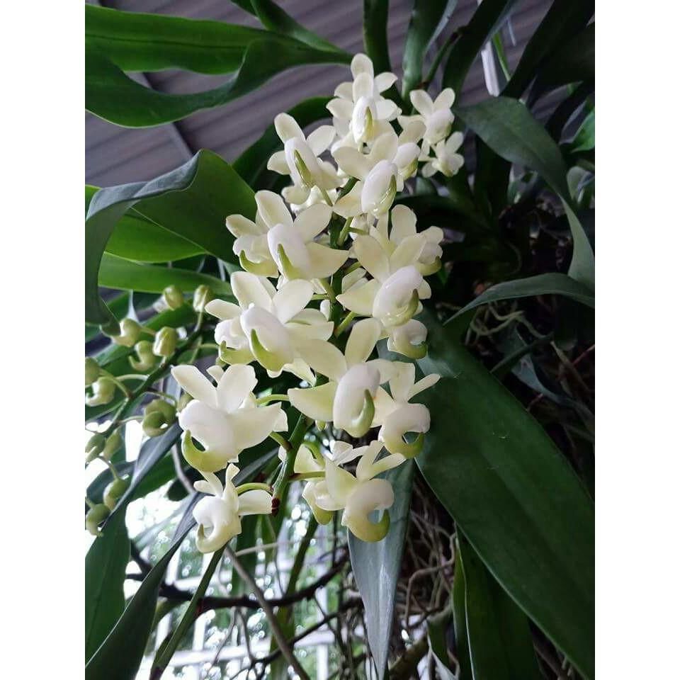Hoa phong lan quế lan hương