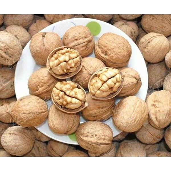 CÂY GIỐNG QUẢ ÓC CHÓ SIÊU QUẢ, SIÊU NĂNG SUẤT,SIÊU KINH TẾ- CAM KÊT GIỐNG CHUẨN F1