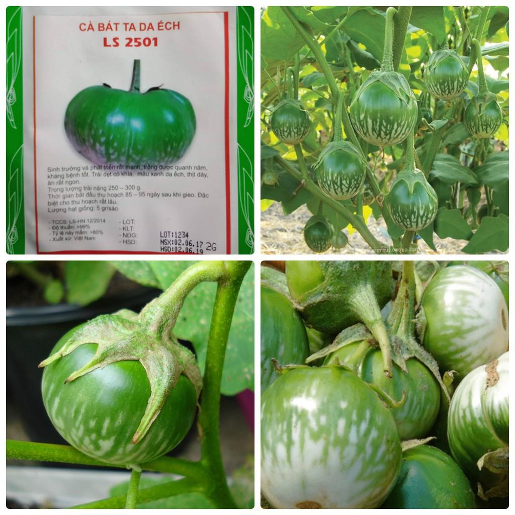 Hạt giống cà bát da ếch 2gr/gói