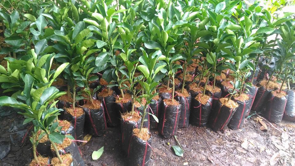 CÂY GIỐNG BƯỞI DA XANH