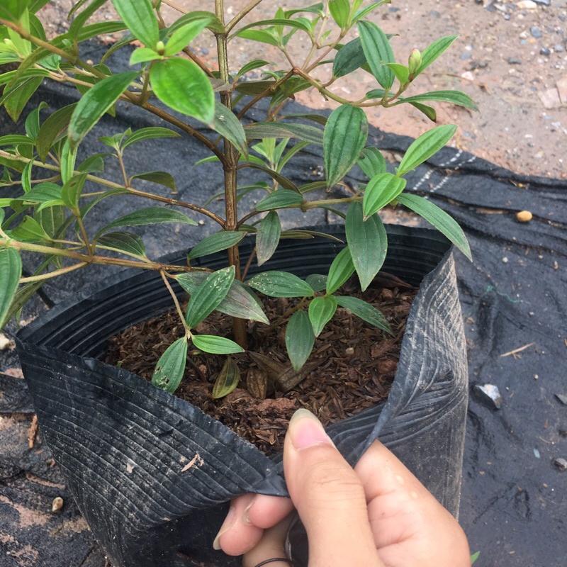 Cây sim tím trồng bịch đen đã có nụ và đang ra hoa