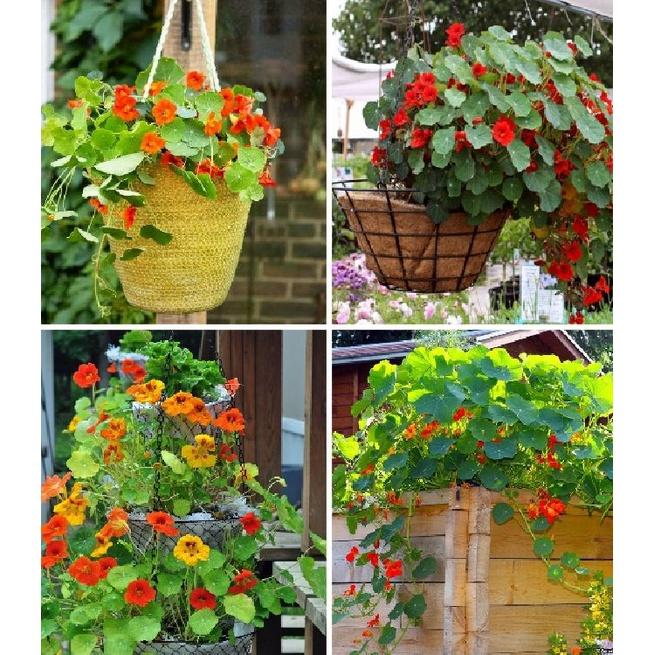 Combo 2 gói Hạt giống hoa Sen Cạn lùn mix màu-gói 15 hạt-tặng kèm gói kích mầm