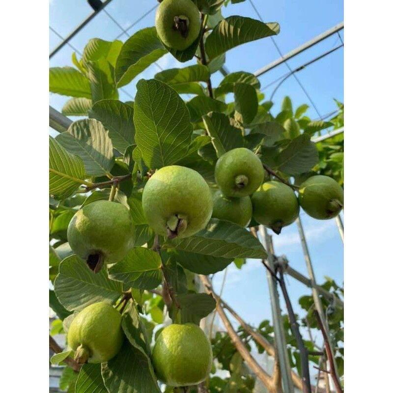 Cây ổi Đài Loan Lê