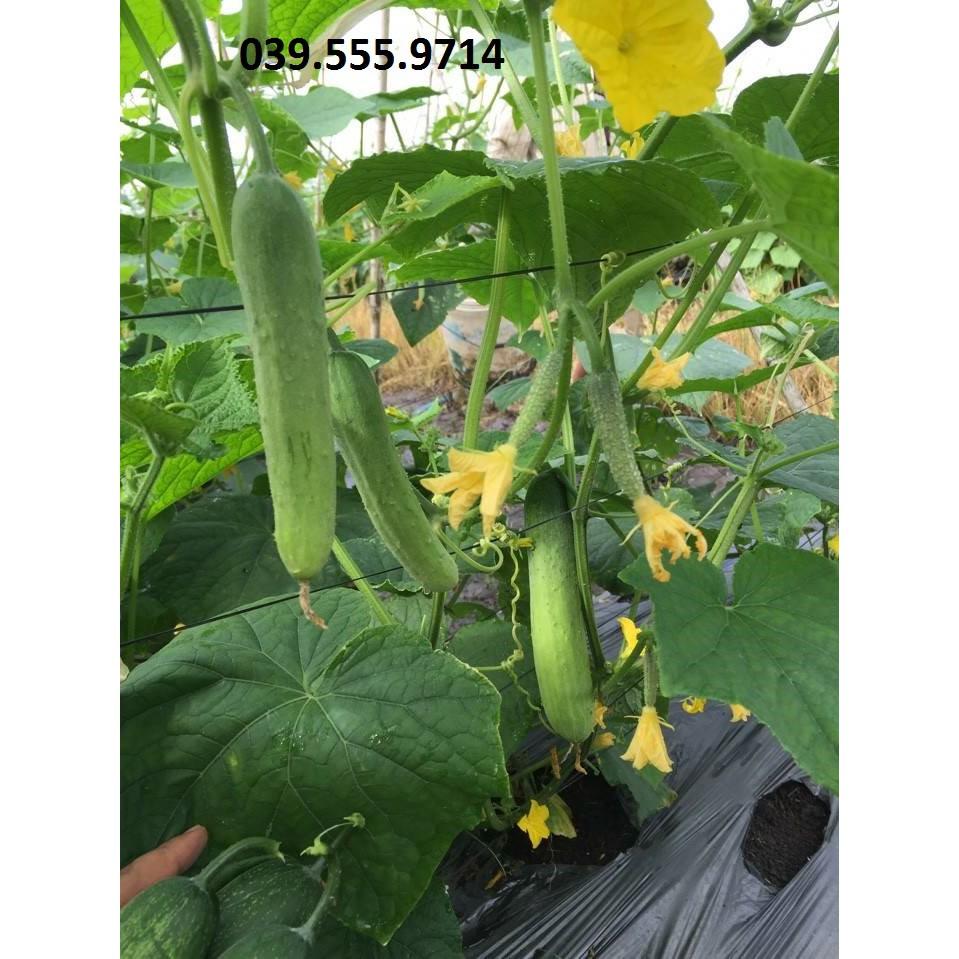 Hạt giống Dưa Leo Xanh F1 Chịu Nhiệt – 10gram
