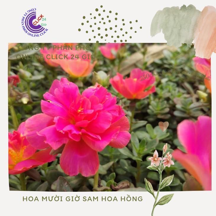 1 Ký Cành Giống Hoa Mười Giờ Sam Hoa Hồng Bông To Đủ 2 Màu Hoa Mười Giờ Bonsai &amp; Phụ Kiện