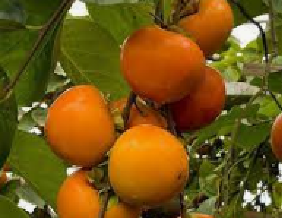 Sản phẩm Cây Ăn Trái Cây giống hồng giòn không hạt Nhật Bản