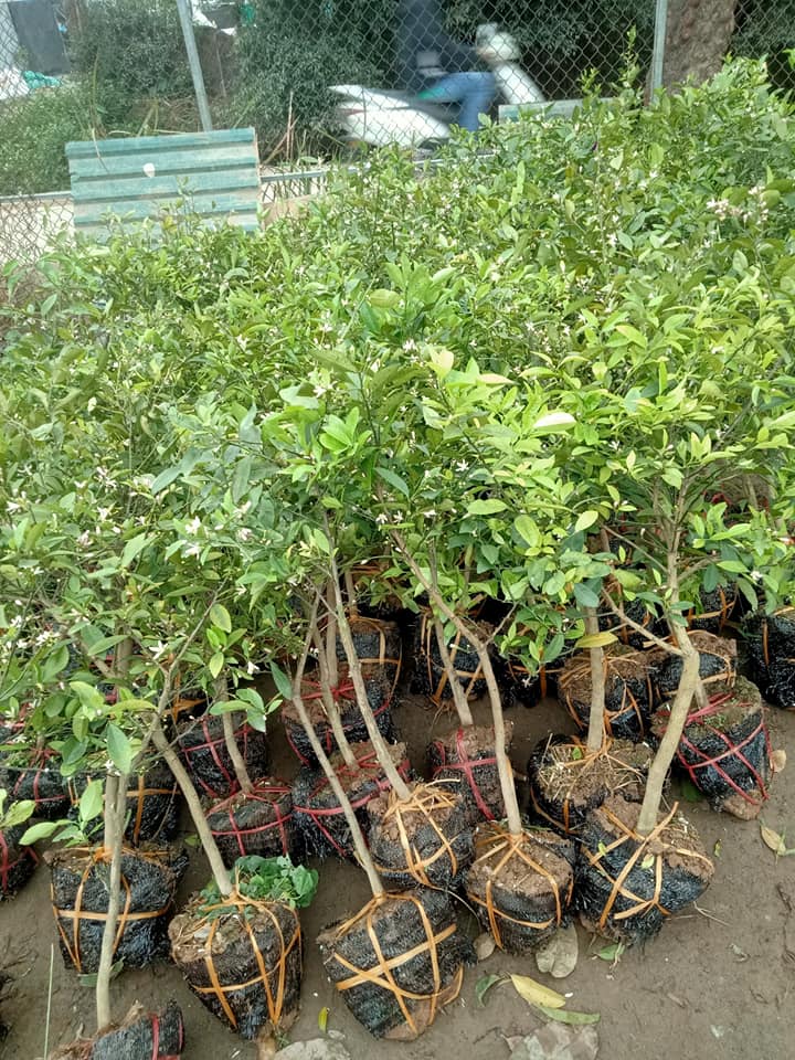 Cây chanh tứ quý sẵn quả