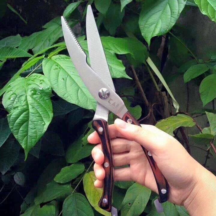 Kéo cắt gà KAI xuất xứ Nhật Bản cán gỗ, lưỡi thép không gỉ 24.5cm