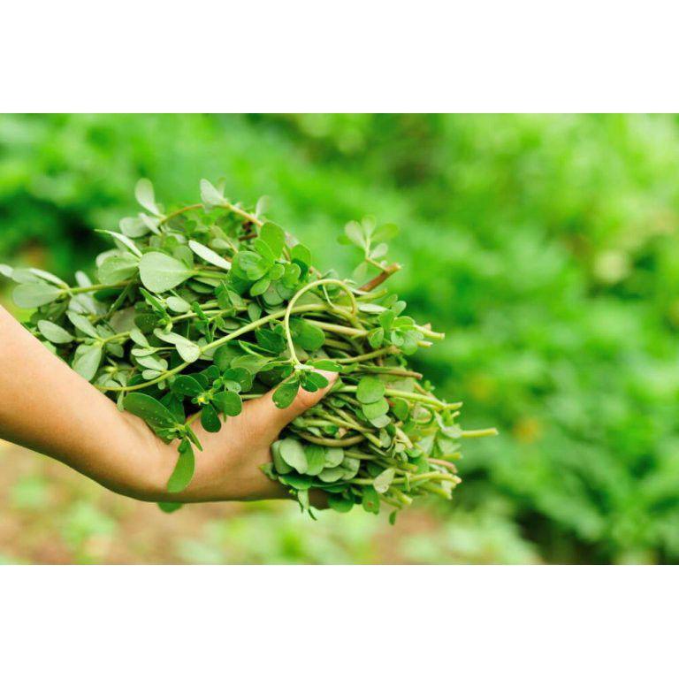 Gói 2g hạt giống rau sam