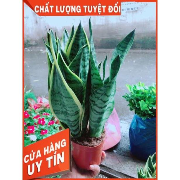 Lưỡi Hổ Cao