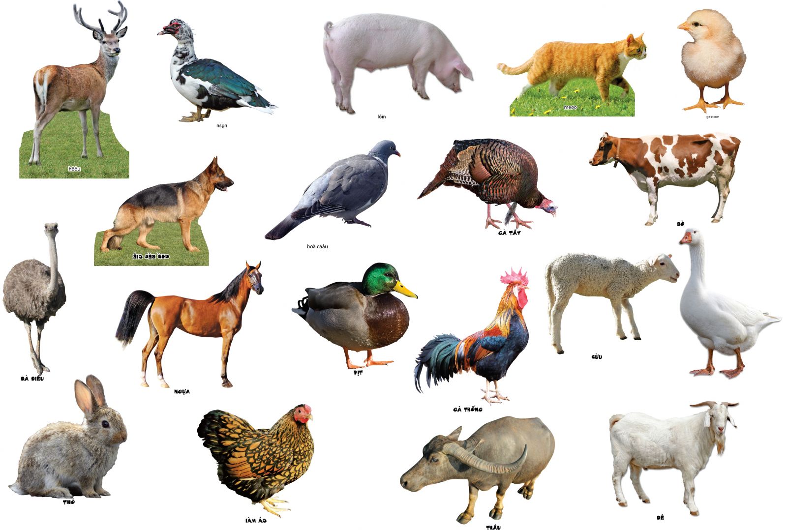 Thẻ học vật nuôi trong nhà Flashcards thông minh cho bé