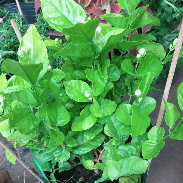 Chậu Hoa nhài
