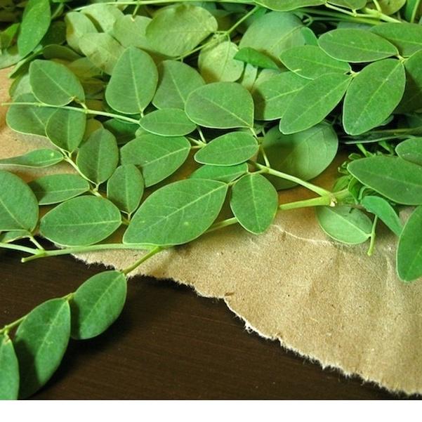 Hạt Cây Giống Chùm Ngây F1-Gói 20 hạt/tặng kèm gói phân bón lót
