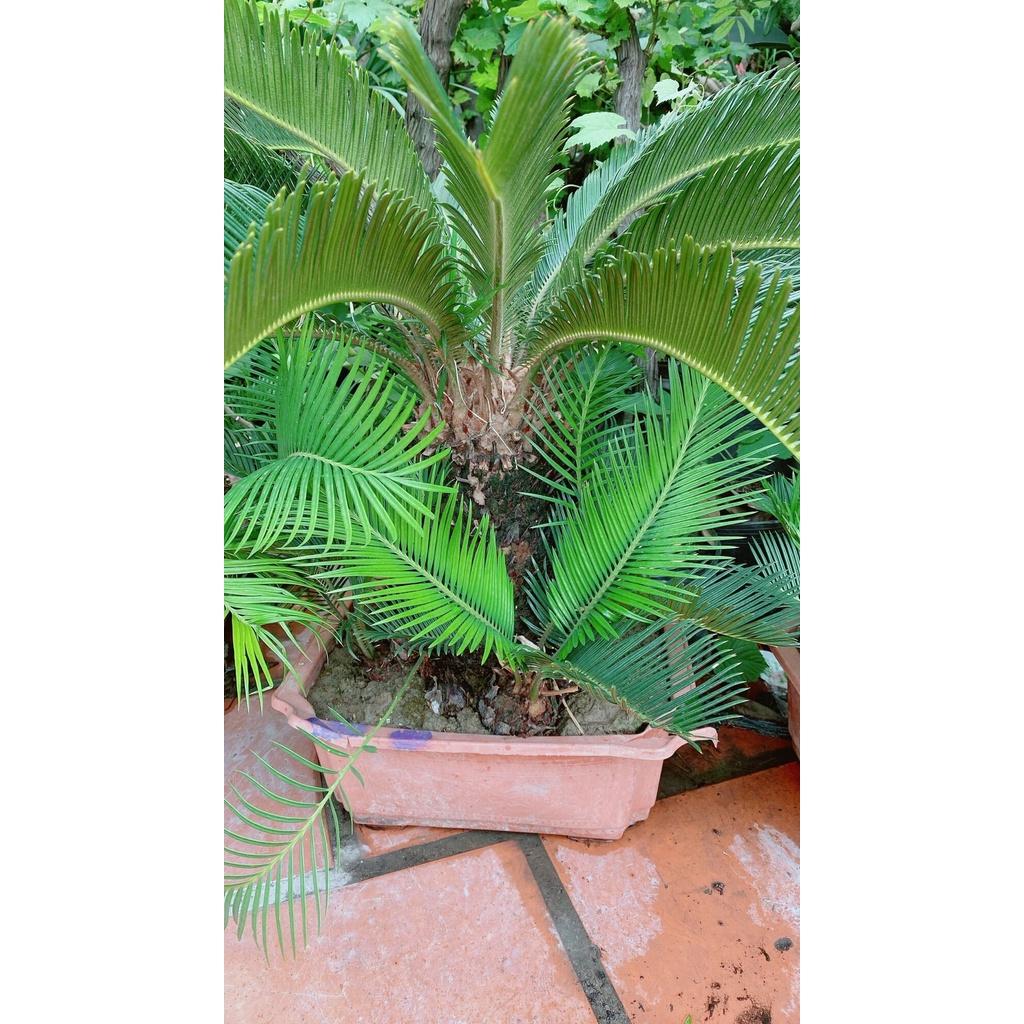 Chậu Cây Vạn Tuế