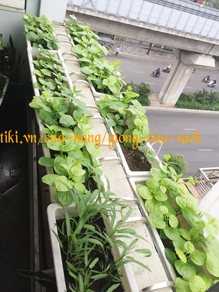 MÓC TREO CHẬU HOA THÔNG MINH CHO THÀNH TƯỜNG Tối Đa 15cm - Giá bán chưa gồm chậu