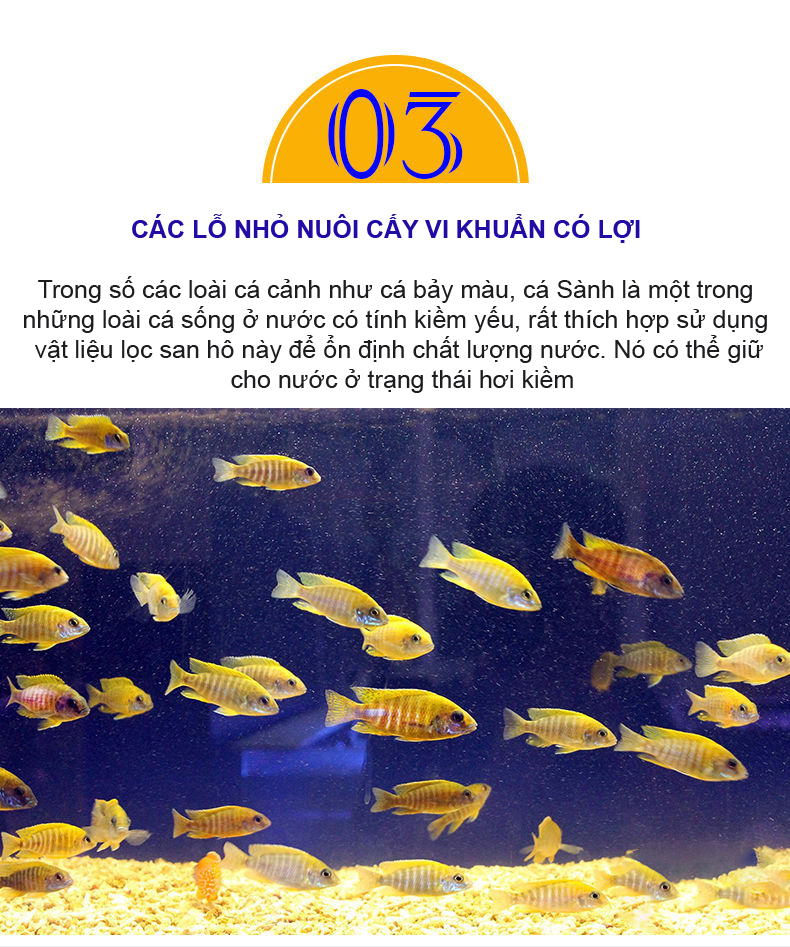 3KG San Hô Vụn vật liệu lọc hồ cá, trang trí bể cá, hồ thủy sinh cao cấp 