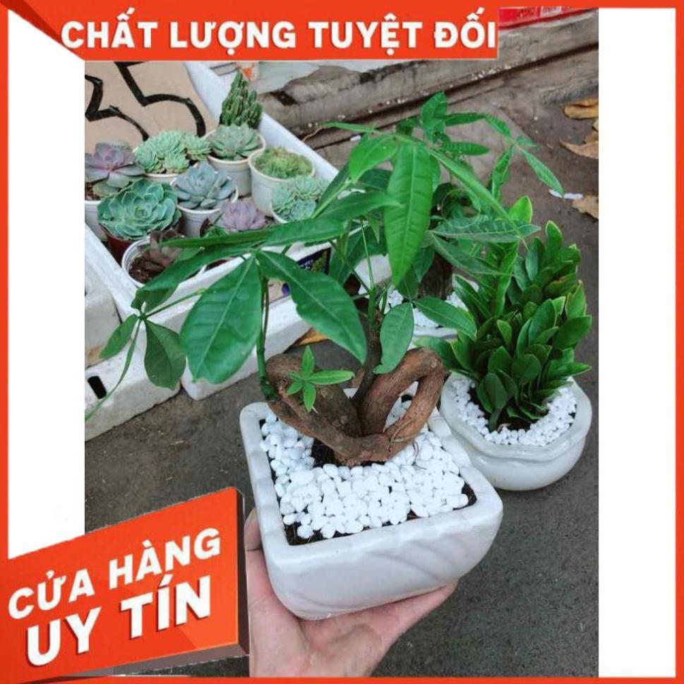 Chậu kim ngân tim Nhiều Người Mua