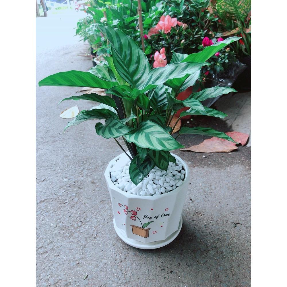 Chậu Cây Hồng Môn