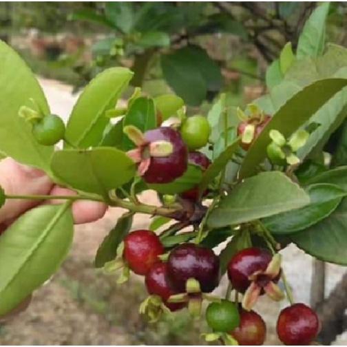 Cây cherry brazil