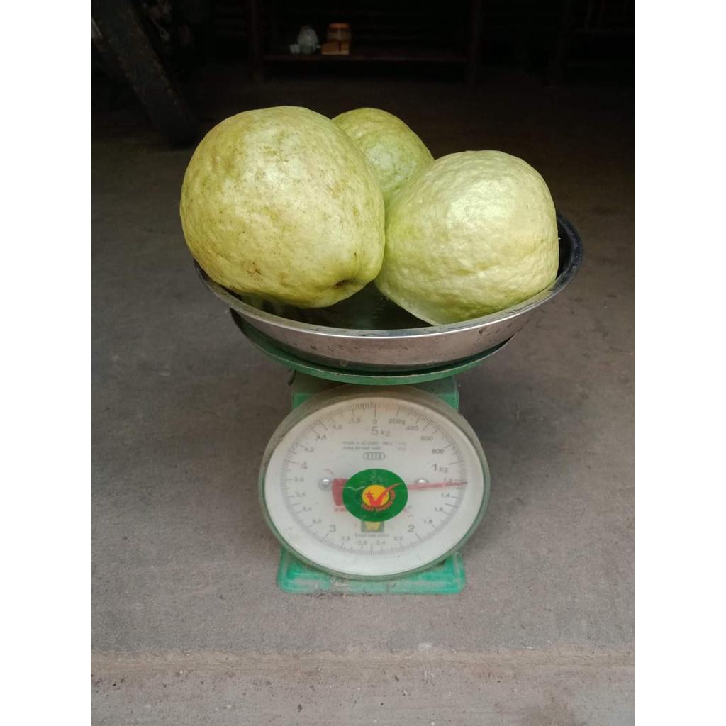 Cây Giống Ổi Lê Ruột Đỏ