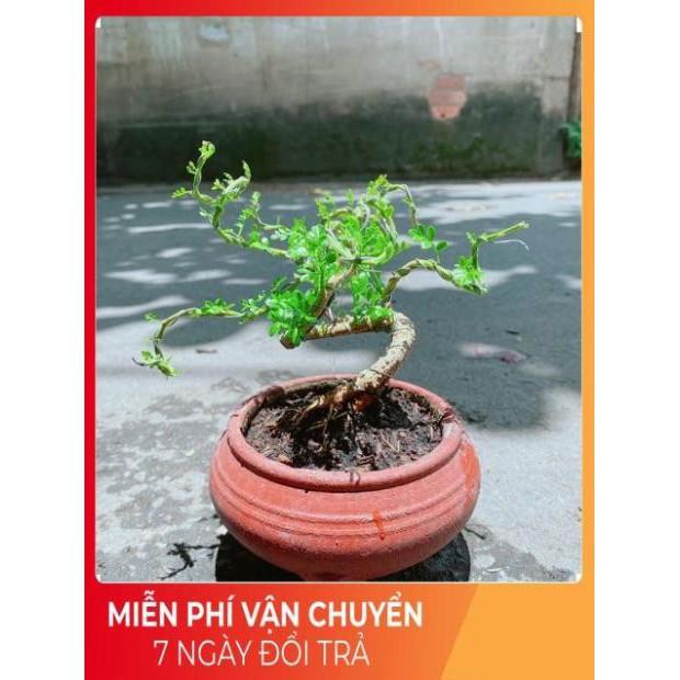 Chậu Cây Cần Thăng