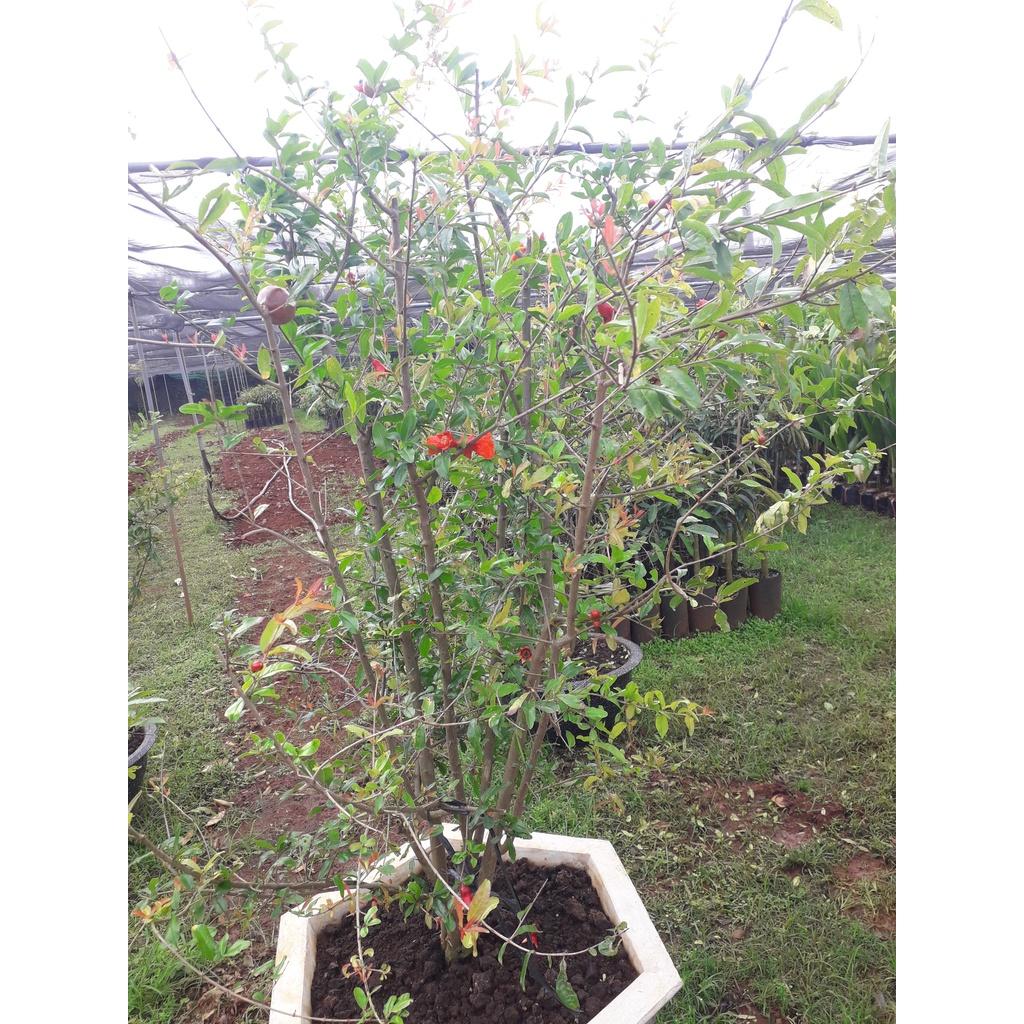 CÂY GIỐNG LỰU ĐỎ KHÔNG HẠT