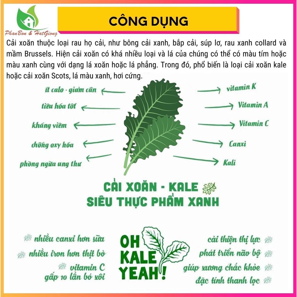 Hạt Giống Rau Cải Kale KHỦNG LONG Cải Xoăn 5gr - Rạng Đông - Shop Phân Bón và Hạt Giống