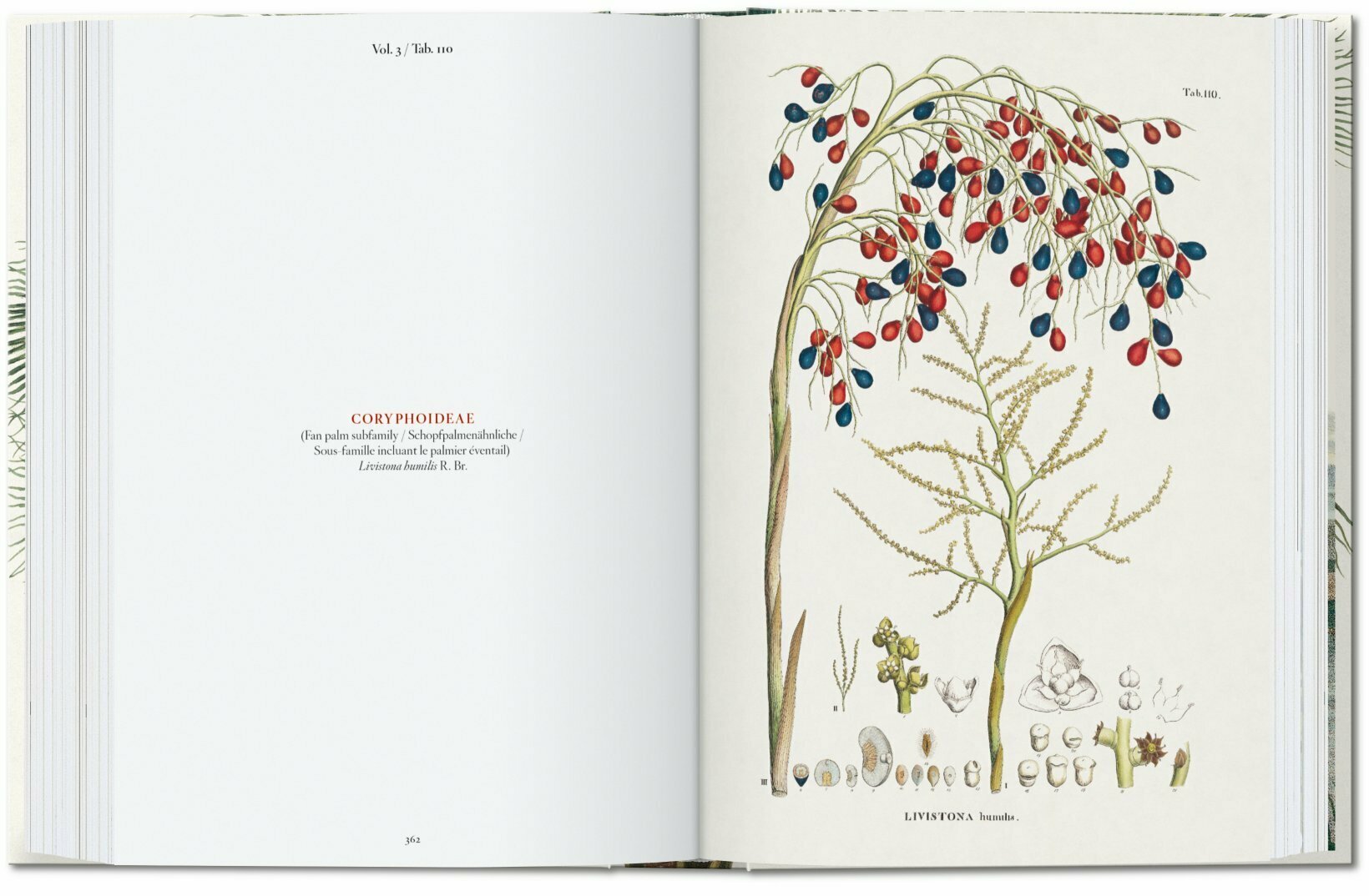 Artbook - Sách Tiếng Anh - Martius. The Book of Palms. 40th Ed.