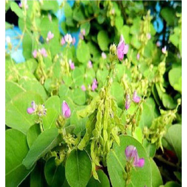 Hạt giống Kim tiền thảo 50 hạt/gói