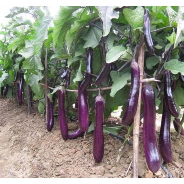 Hạt Giống Cà Tím Quả Dài - Giống Chuẩn Giá Rẻ