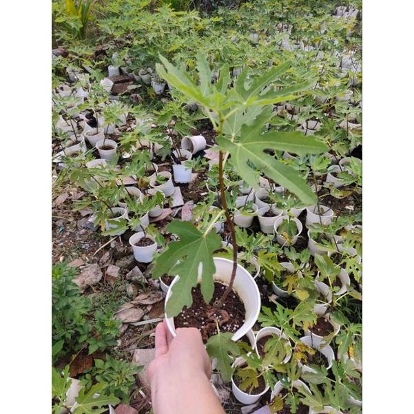 Cây Sung mỹ siêu ngọt cho quả sau 3 tháng trồng