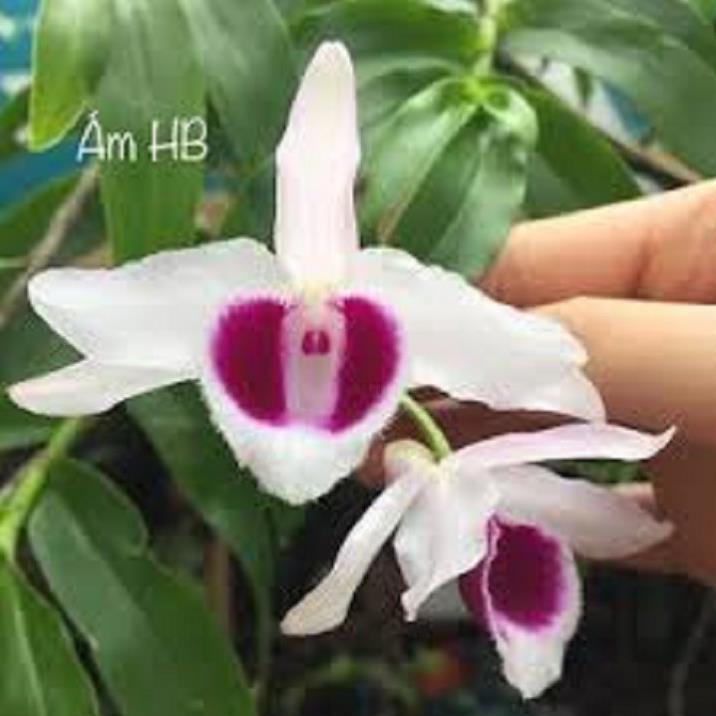 Sản Phẩm Hoa lan phi điệp - ám hòa bình