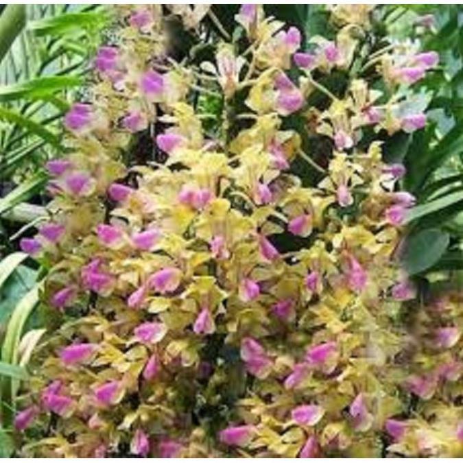 5 CÂY lan giáng hương tam bảo sắc tuyệt đẹp - GHTBS