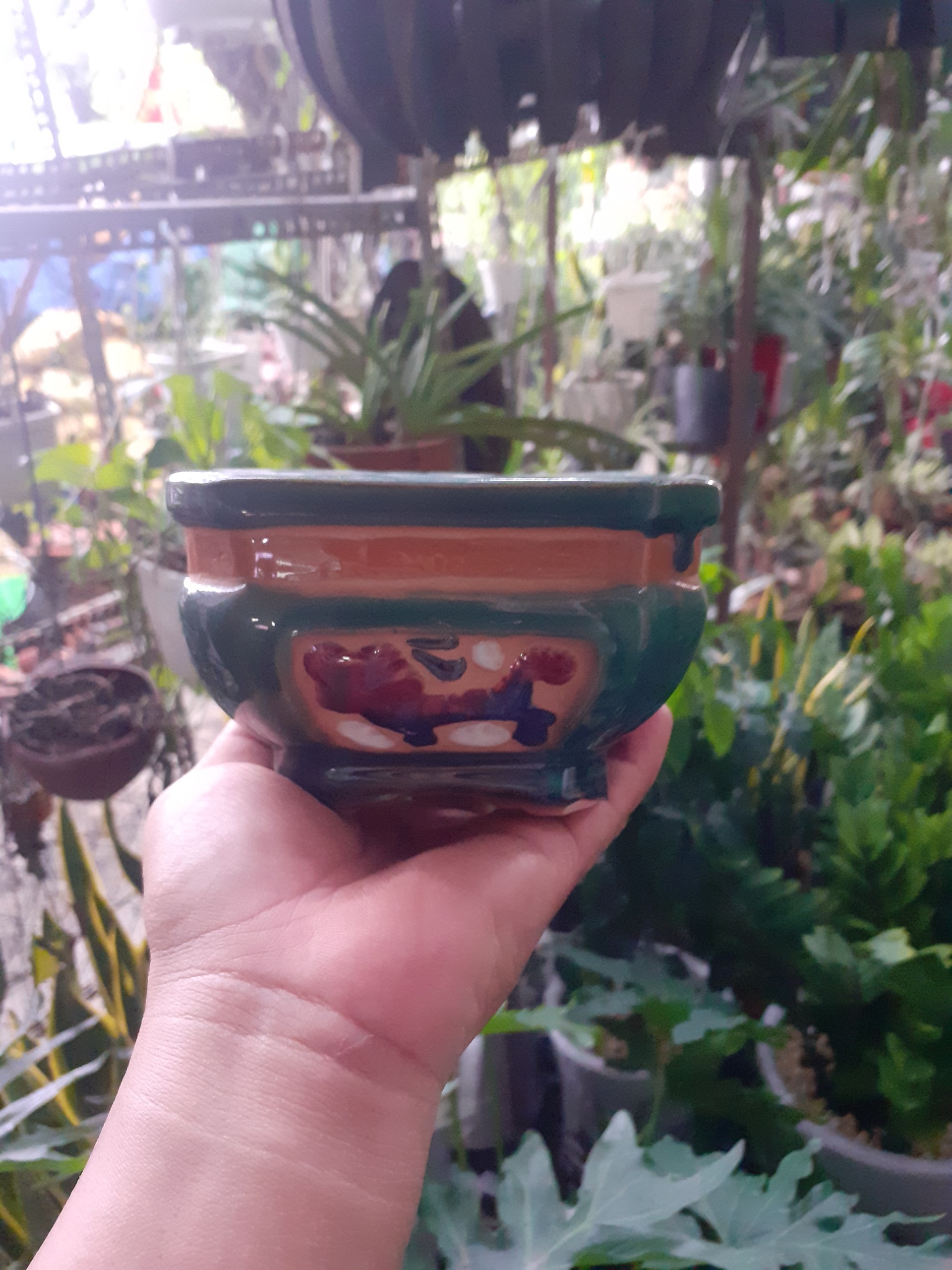 Chậu Bonsai mini màu ngọc bích vua sư tử