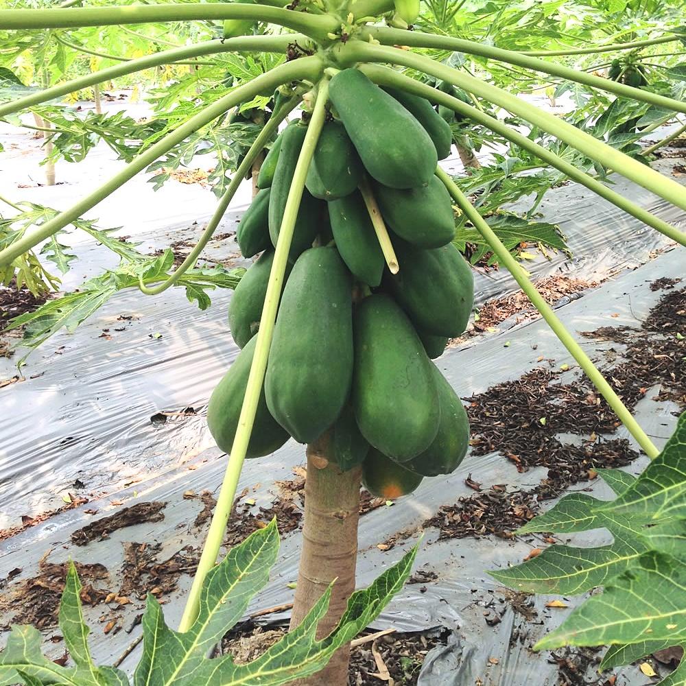 Hạt giống Đu Đủ Lùn Vĩnh Lộc gói 5 hạt - Ruột đỏ sai trái