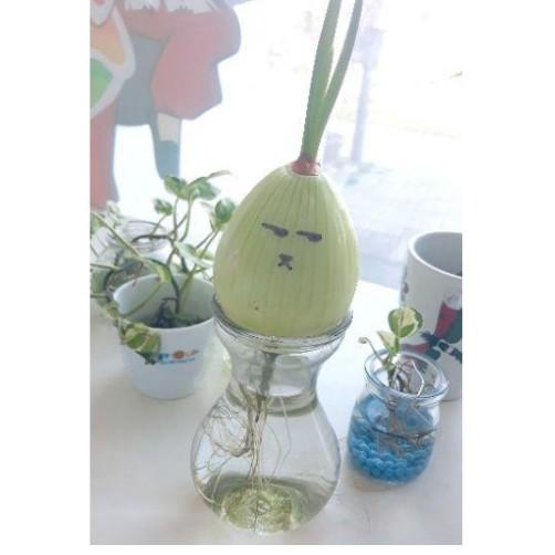 Lọ thủy tinh trang trí căm hoa miệng loe 7,5cm cao 14cm kèm dây đay..