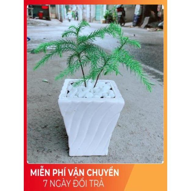 Chậu Tùng Bách Tán