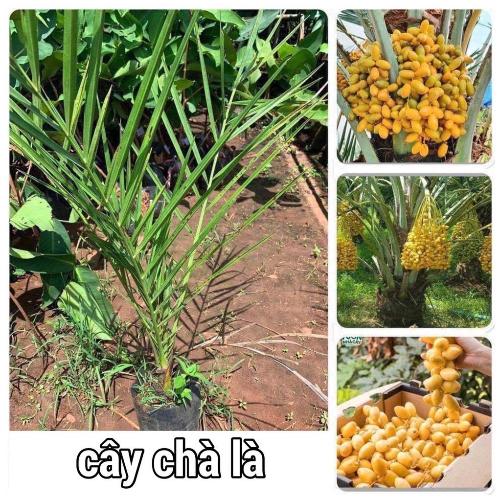 Cây giống Chà Là Ăn Trái QUẢ VÀNG NHƯ HÌNH ( Bầu to, bộ rễ siêu khỏe, ươm được 2 năm ].