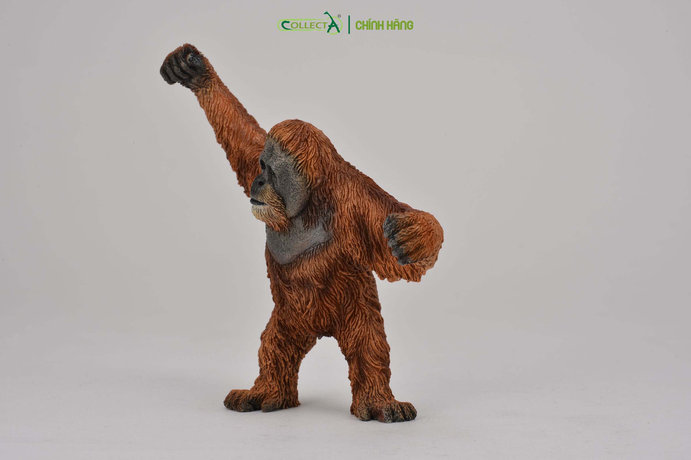 Đồ chơi mô hình động vật CollectA Đười Ươi - Orangutan