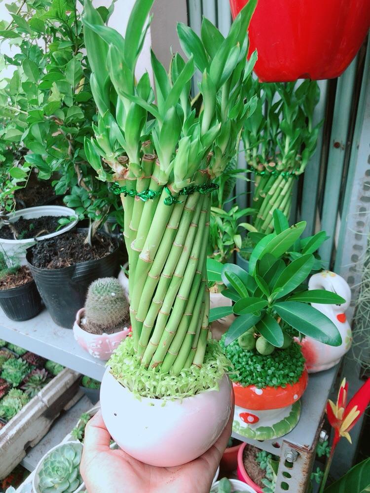 Chậu Trúc Phát Tài