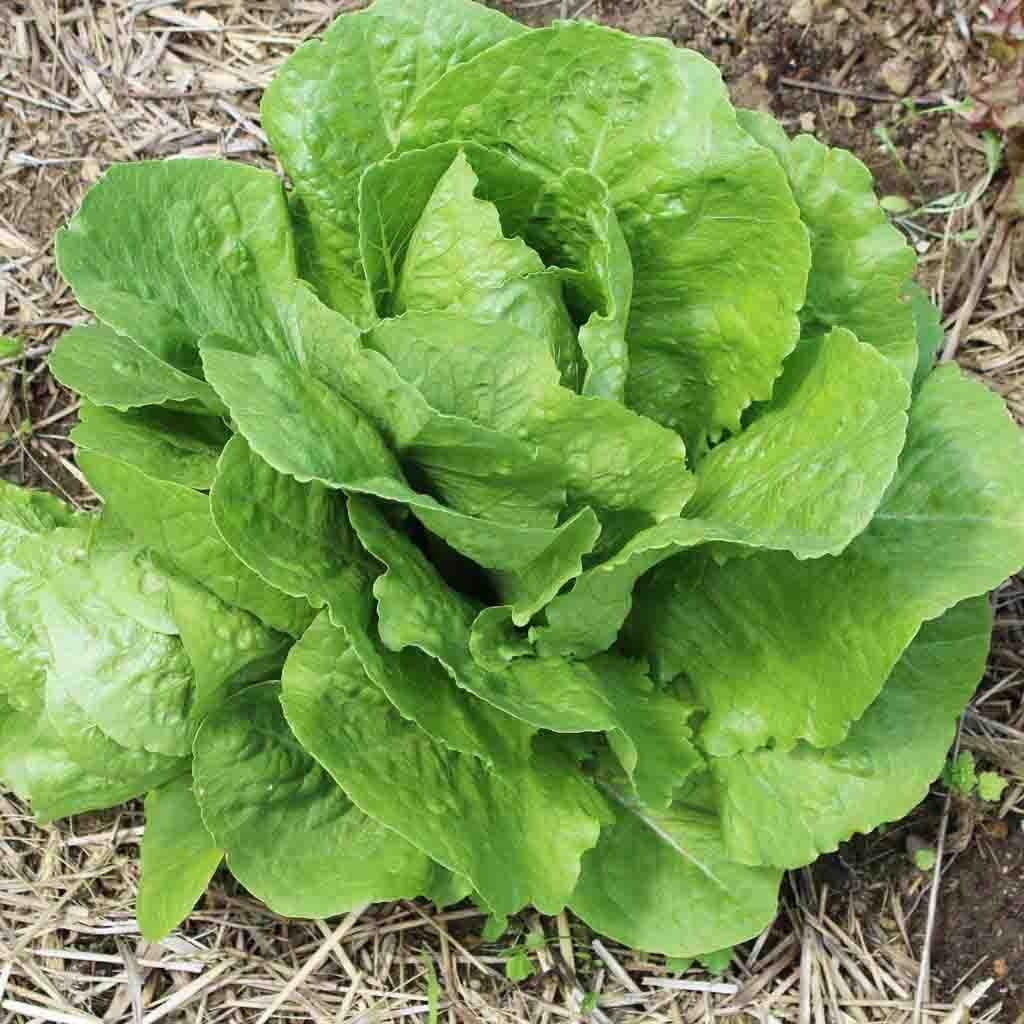Hạt giống xà lách Romaine gói 2gr - Chịu nhiệt tốt