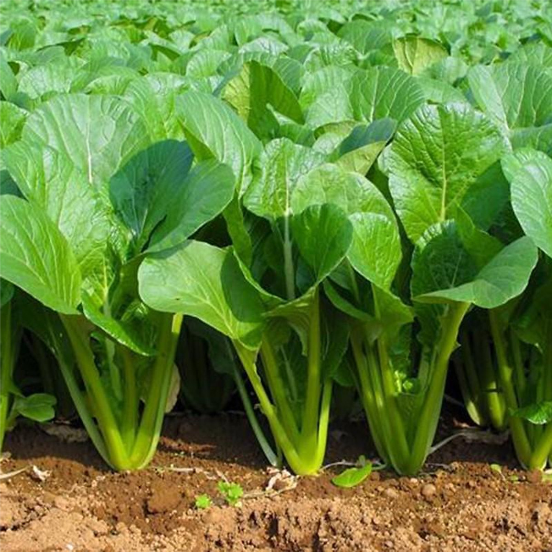 Hạt Giống Cải Ngọt Phú Nông Gói 50g